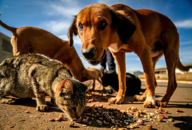 COMISSÃO ESPECIAL VAI DEBATER PROBLEMAS DO ABANDONO DE ANIMAIS NA CIDADE